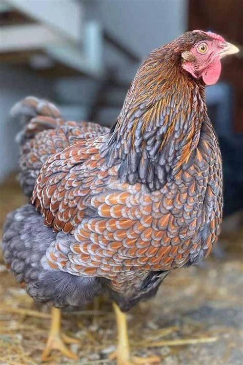 blue laced golden wyandotte chick